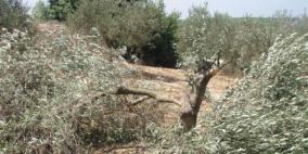الاحتلال يقتلع عشرات أشجار الزيتون من أراضي قرية جبع شرق القدس