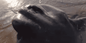 فيديو: حوت على شاطئ غزة