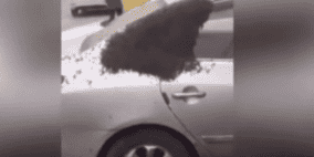 فيديو.. سيارة تتحول إلى خلية نحل في لحظات!