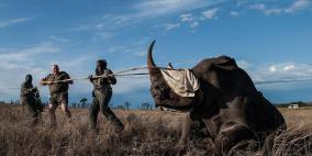 صياد حاول قتل وحيد قرن.. فلم يتبق منه سوى جمجمته وسرواله