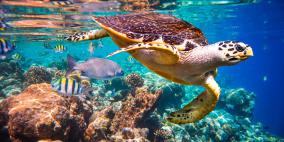 العلماء يحذرون.. مليون نوع نباتي وحيواني مهدد بالانقراض