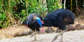 ظهور طائر غريب بعد آلاف السنين من انقراضه