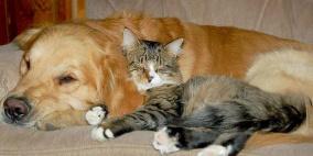 "الصحة": خبر إصابة القطط والكلاب بأمراض خطيرة إشاعة لا أساس لها