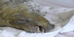 العثور على رأس ذئب عمرها 40 ألف عام