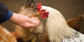 علف الحيوانات من براز البشر!