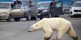 دبة قطبية تضل طريقها وتتجول داخل مدينة روسية