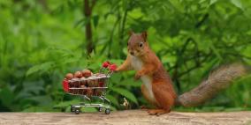 سنجاب أميركي يخرج عن المألوف.. ويتعاطى المخدرات