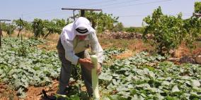 مسؤولون فلسطينيون ودوليون: الاحتلال يشن حرباً ممنهجة على الزراعة