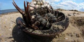 لماذا يدفعون 13 ألف دولار بليتر واحد من دم هذا الحيوان؟