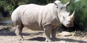 تجربة علمية ناجحة قد تنقذ وحيد القرن من الانقراض