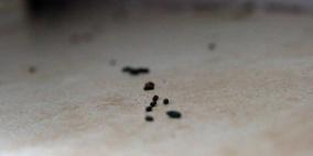 الاستيطان والفئران يهددان صمود عائلة في الخليل