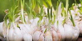 معلومات عن الثوم المبرعم مهمة للصحة وتحارب الأمراض