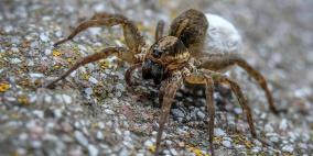 في فرنسا.. حتى العناكب لم تسلم من التهريب