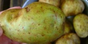 تحذير: لا تتناولوا البطاطا الخضراء