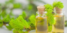 زيت شجرة الشاي.. فوائد من الرأس حتى القدمين