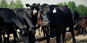 العطاري: مخزون العجول يكفي لـ 3 شهور في فلسطين