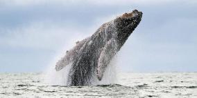 كيف تحمي الحيتان صغارها؟.. دراسة تكشف "الطريقة السرية"