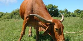 من أجل الأبقار.. اسرائيل تهدد السلطة