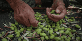 المفتي العام يدعو المزارعين لإخراج زكاة الزيت والزيتون