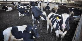 النبالي: وقف استيراد العجول تم دون دراسة أو إبلاغ لأصحاب الشأن