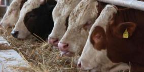 الحكومة تنفي صحة خبر حل ازمة العجول