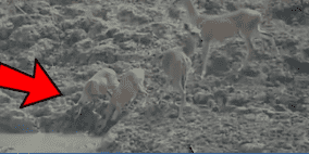 فيديو مرعب.. ثعبان يقلد التماسيح ويفترس غزالا