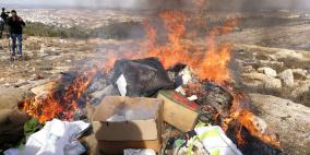 اتلاف 18 ألف شتلة ماريجوانا و 17 ألف بذرة في الخليل