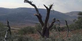 مستوطنون يقطعون 30 زيتونة في الساوية