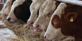 سلطات الاحتلال تفرج عن عدد من العجول المحتجزة لديها