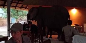 ضيوف "غير مرغوب بهم".. أفيال تقتحم مطعما وترعب زبائنه