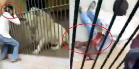 فيديو مروع لأسد ينهش ذراع حارسه!