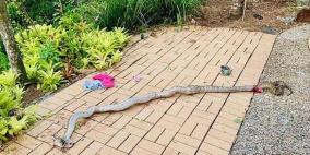 قبل ان يختفي الثعبان و هو يجر ضحيته.. تدخل الاب و انقذ  طفله