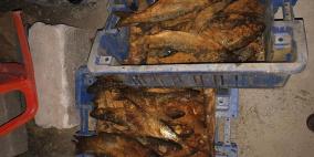 ضبط 700كغم من الأسماك واللحوم غير صالحة للاستخدام 