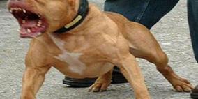 "شراسة البيتبول".. مقتل امرأة وإصابة أخرى بجروح خطيرة بأبشع طريقة