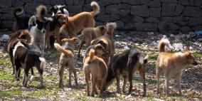 كلاب "تنهش" طفلا حديث الولادة داخل غرفة العمليات بمستشفى