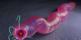 دودة توصل العلماء إلى سر إطالة العمر !