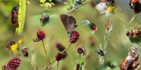 مصائر البشر والحشرات متشابكة