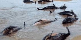 الأمواج تقذف مئات الدلافين إلى شاطئ المحيط الأطلسي