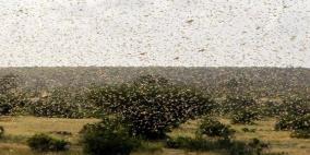 "كمبيوتر عملاق".. هدية بريطانية لمكافحة الجراد شرق أفريقيا