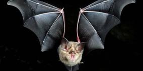 كاتبة صينية تكشف لماذا يأكل شعبها الخفافيش والحيوانات الأخرى