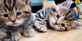 مخادعون يستغلون أزمة كورونا للاحتيال على محبي الحيوانات