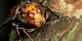 الدبور الآسيوي العملاق..أكبر الدبابير في العالم