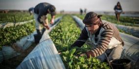 جمعيات المزارعين: الاحتلال لن يجد مزارعا واحدا يقبل التعامل معه مباشرة