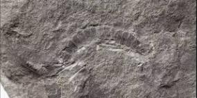 اكتشاف ما عرف باقدم حشرة مسجلة في العالم!