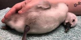 شرطة لندن تطارد رجلا أساء إلى "فرخ بجعة"