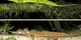 لم تشاهد منذ 130 عاماً.. العثور على سحلية وحيد القرن