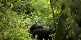 4 صيادين في قبضة الشرطة بعد مأساة الغوريلا