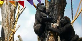 حيوانات الغوريلا في لندن بانتظار الزائرين بعد طول غياب