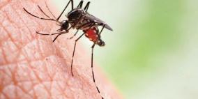 هل ينقل البعوض وباء كورونا؟