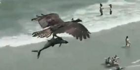 فيديو مذهل لنسر يحمل سمكة كبيرة يحصد الكثر من 24 مليون مشاهدة